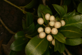 Skimmia japonica 'Wakehurst White' RCP3-06 157.jpg